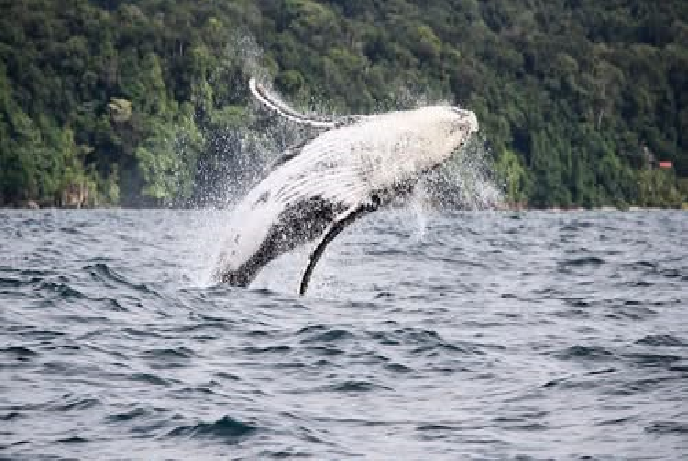 Whale Song Reveals Eerie Similarities to Human Speech, Scientists Find